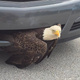 Bald eagle trapped in the grille of a car in Florida (Clay County Sheriff’s Office, Facebook)